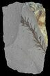 Metasequoia (Dawn Redwood) Fossil - Montana #62320-1